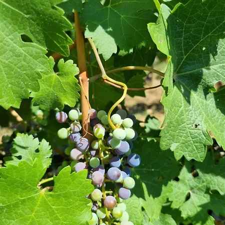 Fornace Del Conte Διαμέρισμα Abbadia di Montepulciano