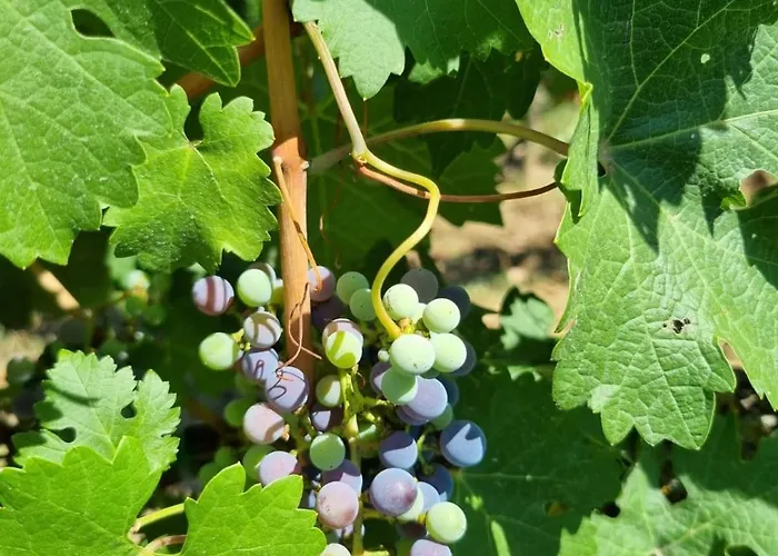 Fornace Del Conte Apartamento Abbadia di Montepulciano